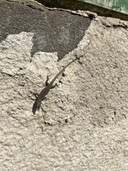 Darevskia portschinskii portschinskii