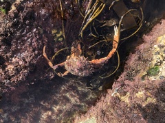 Maja brachydactyla