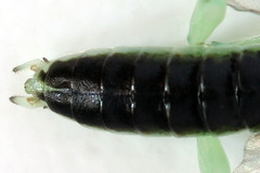 Pachyprotasis antennata