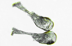 Pachyprotasis antennata