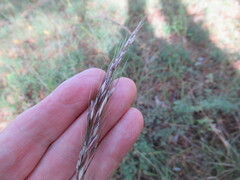 Achnatherum sibiricum
