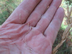 Achnatherum sibiricum