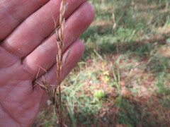 Achnatherum sibiricum