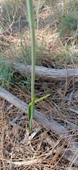 Thelymitra graminea