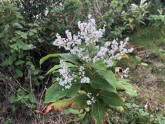 Koenigia polystachya