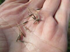 Achnatherum sibiricum