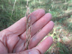Achnatherum sibiricum