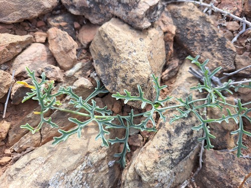 Kedrostis capensis (Sond.) A.Meeuse