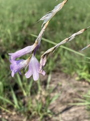 Dierama