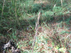 Achnatherum sibiricum