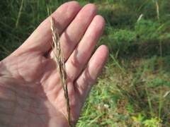 Achnatherum sibiricum