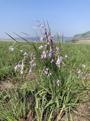 Dierama