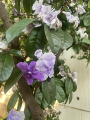 Brunfelsia