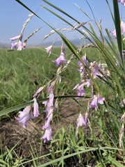 Dierama