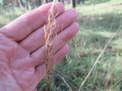 Achnatherum sibiricum