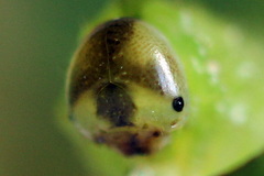 Arge ustulata