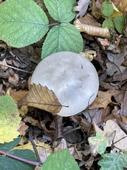 Clitocybe nebularis