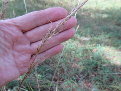Achnatherum sibiricum