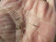 Achnatherum sibiricum