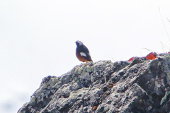 Phoenicurus erythrogastrus