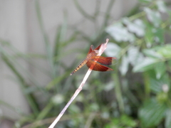 Neurothemis taiwanensis