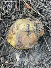 Suillus tomentosus
