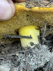 Suillus tomentosus