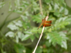 Neurothemis taiwanensis