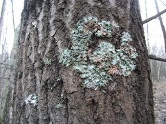 Pleurosticta acetabulum