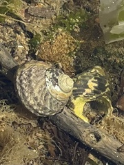 Austrocochlea porcata