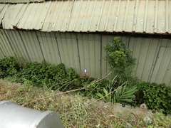 Neurothemis taiwanensis