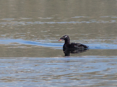 Melanitta stejnegeri