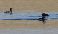 Melanitta stejnegeri