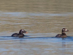 Melanitta stejnegeri