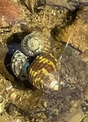 Austrocochlea porcata