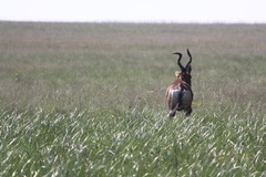 Alcelaphus buselaphus caama