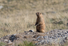 Marmota baibacina
