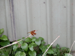 Neurothemis taiwanensis