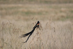 Euplectes progne