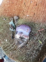 Cortinarius subsolitarius