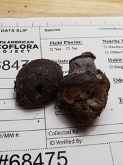 Cortinarius subsolitarius