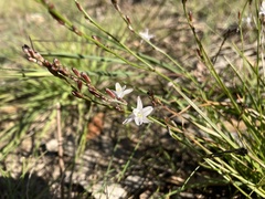 Caesia parviflora