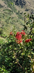 Viburnum mullaha