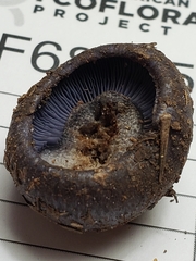 Cortinarius subsolitarius