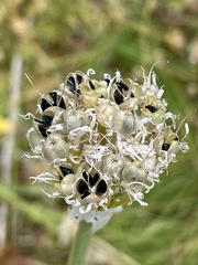 Allium validum