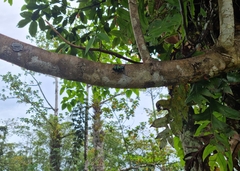 Sphingnotus mirabilis