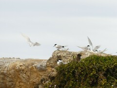 Sterna striata striata