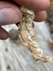 Spongiporus leucospongia