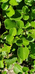 Rubus ellipticus