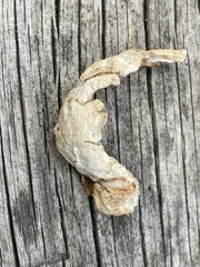 Spongiporus leucospongia